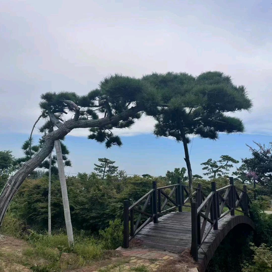 内江移动花屋