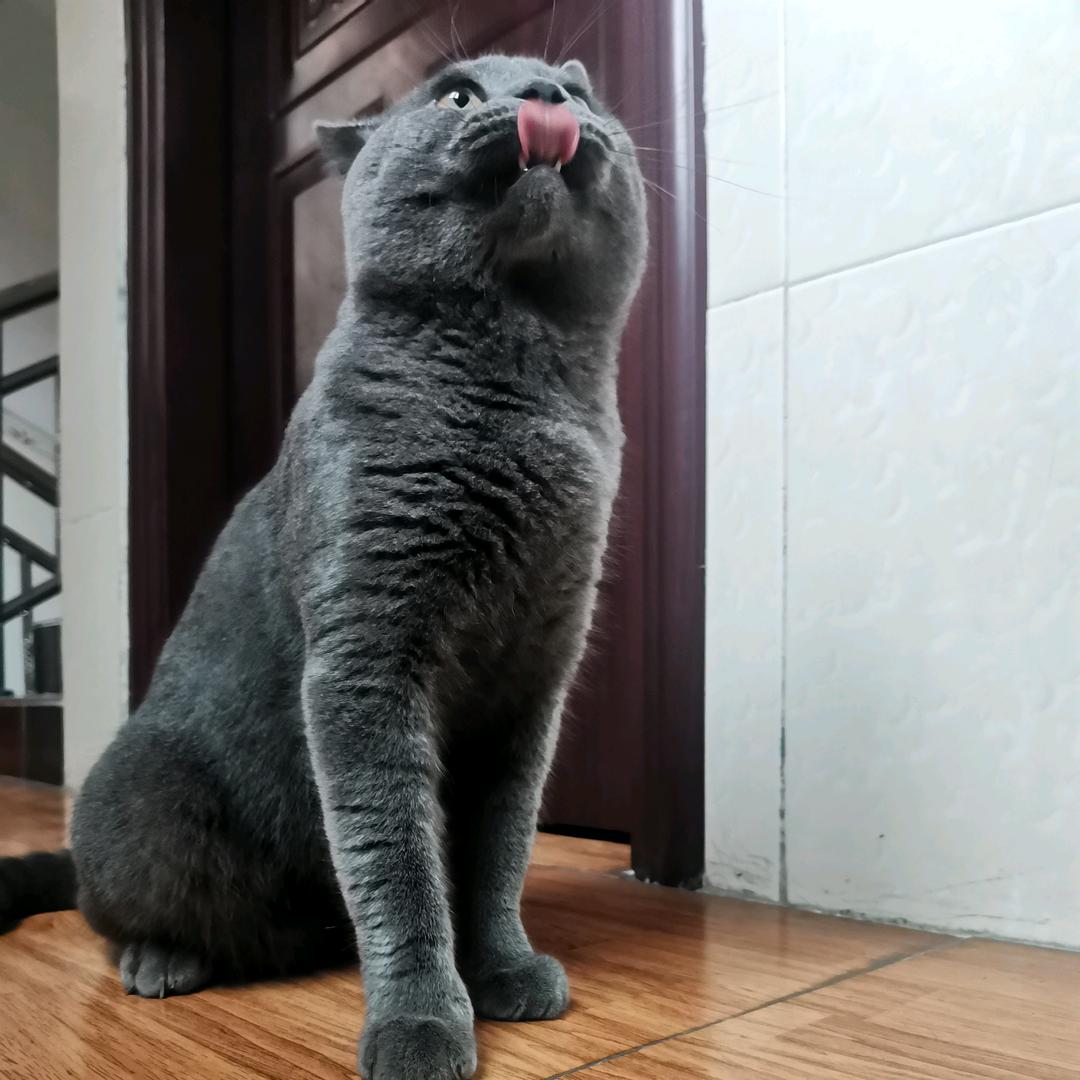 铁甲小言
