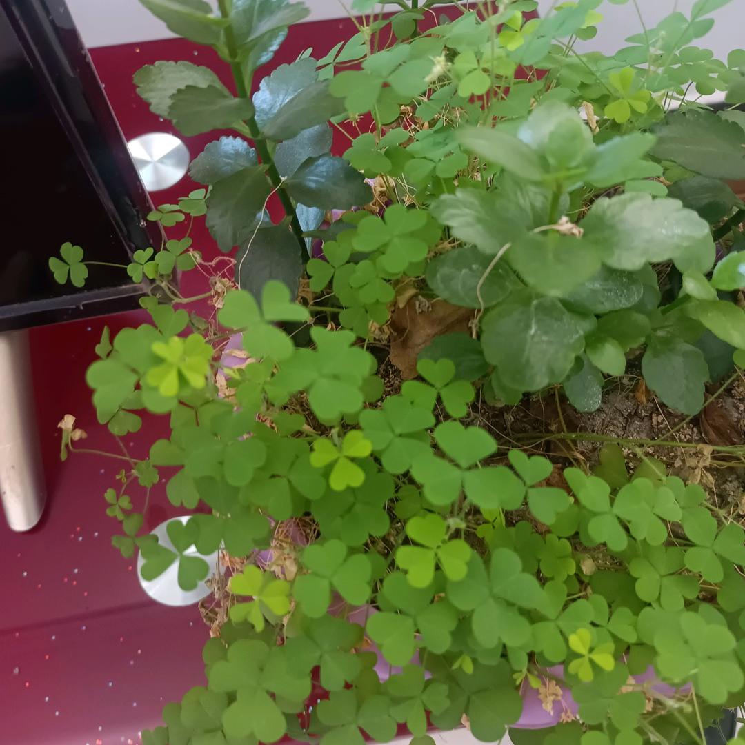 用户开心每一天