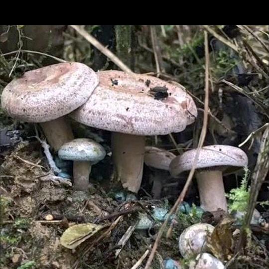 枞菌种植基地