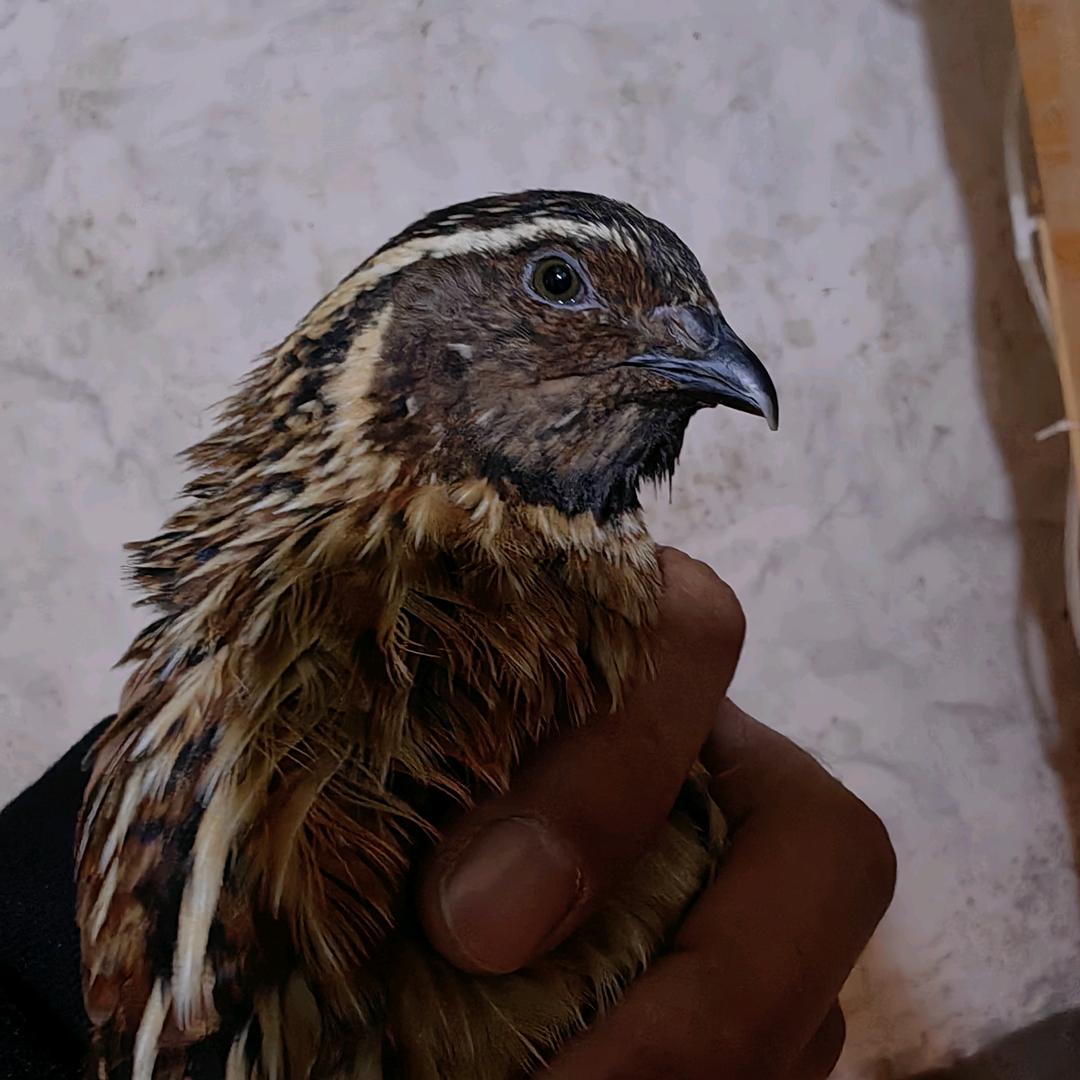 陈家斗鹌鹑孵化基地