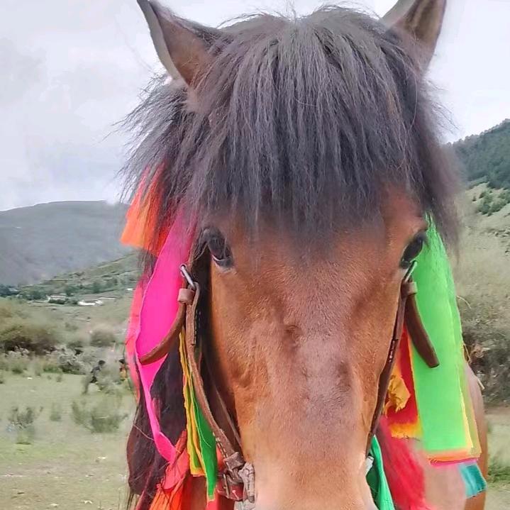 康巴彭错