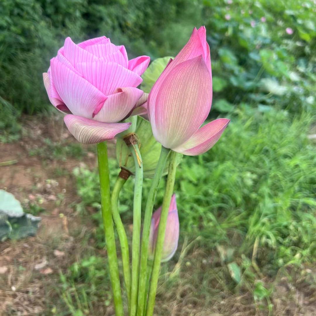 小红红🌹🍓🌹🌺