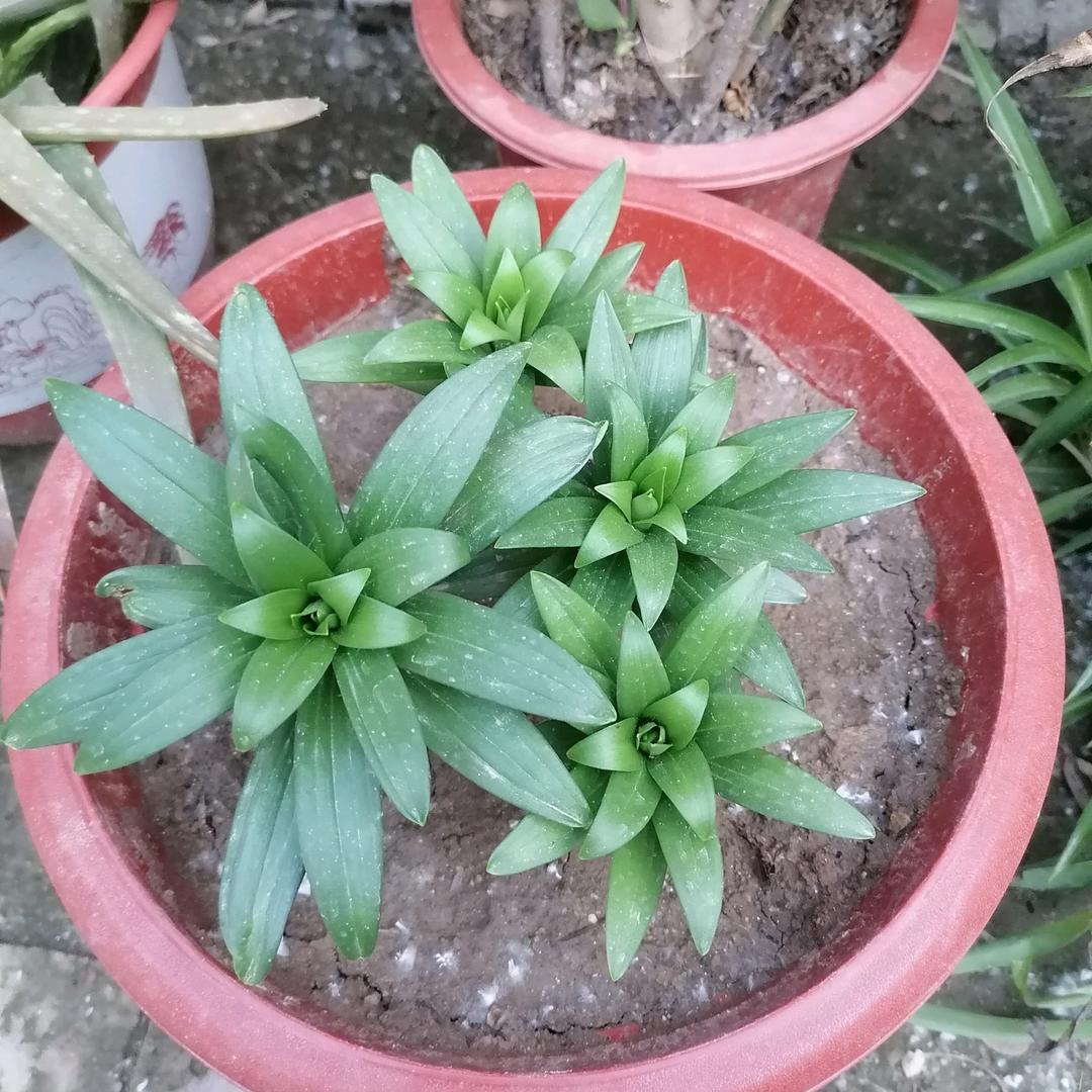 明明白白的高上透头像