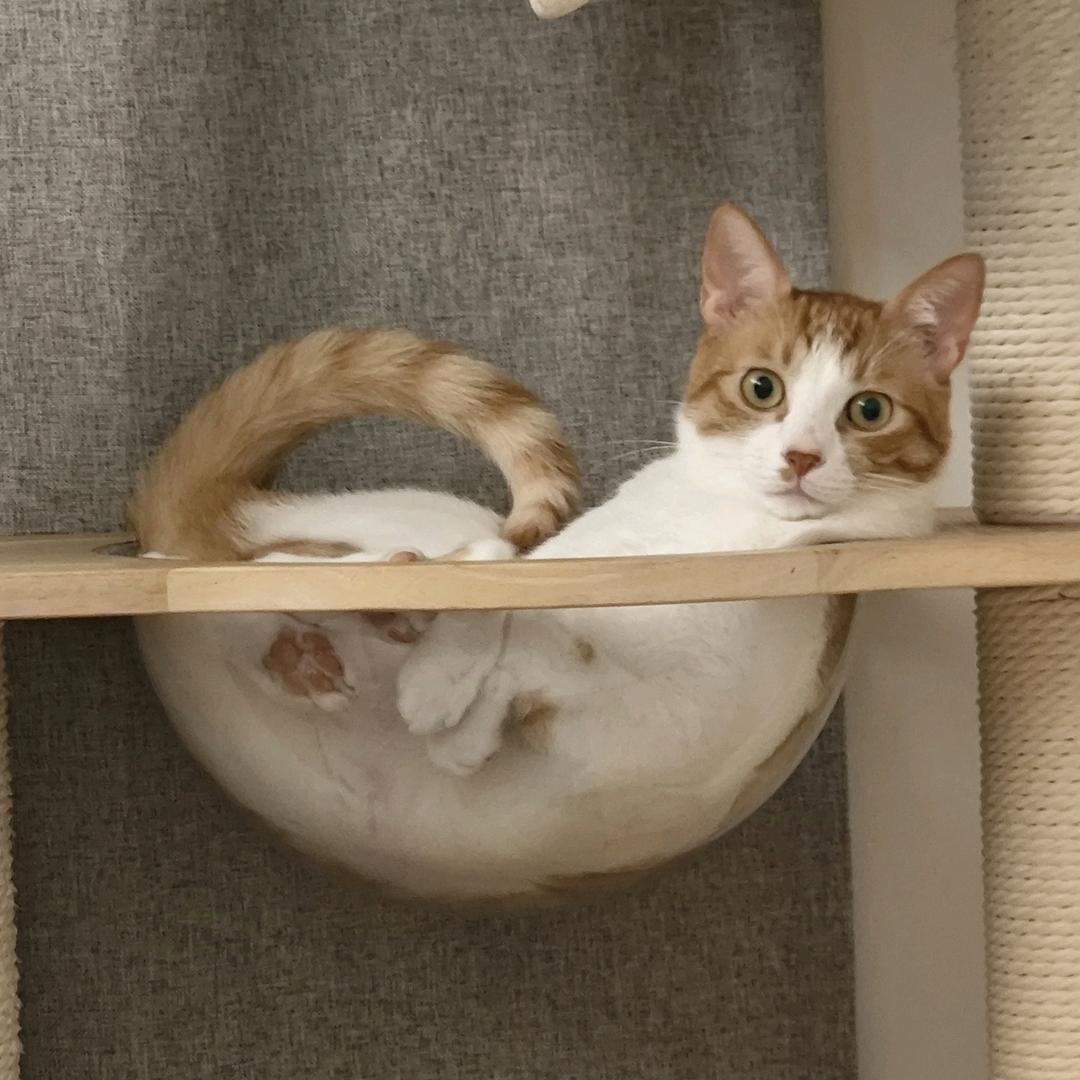 罗夏