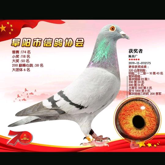 天轩鸽店1