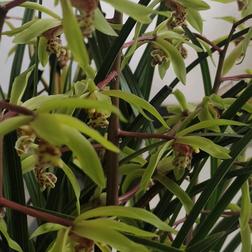 阡陌红尘