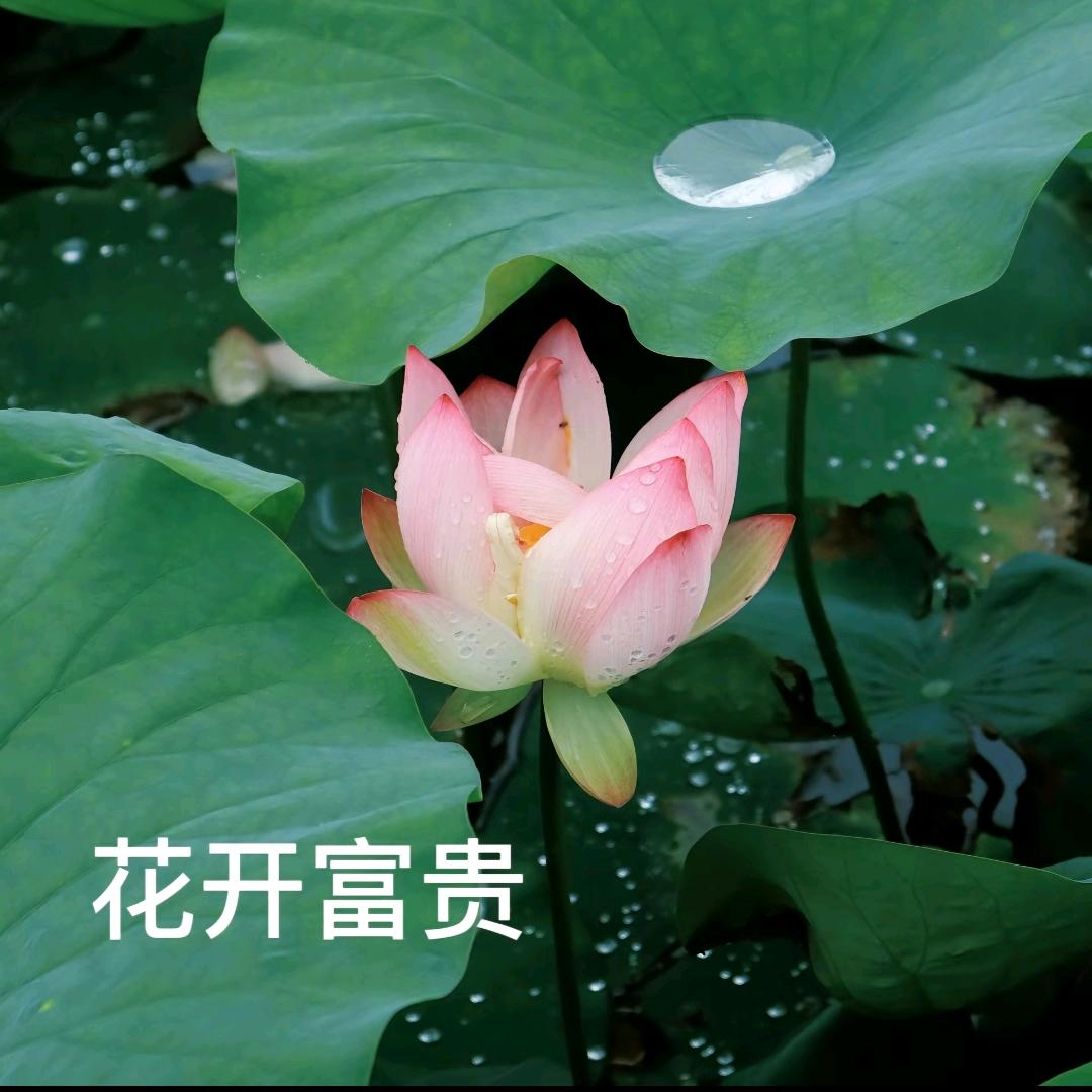 秋天的雨