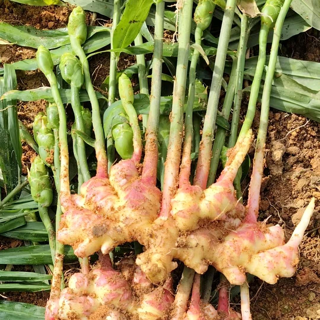 小文农产品小店