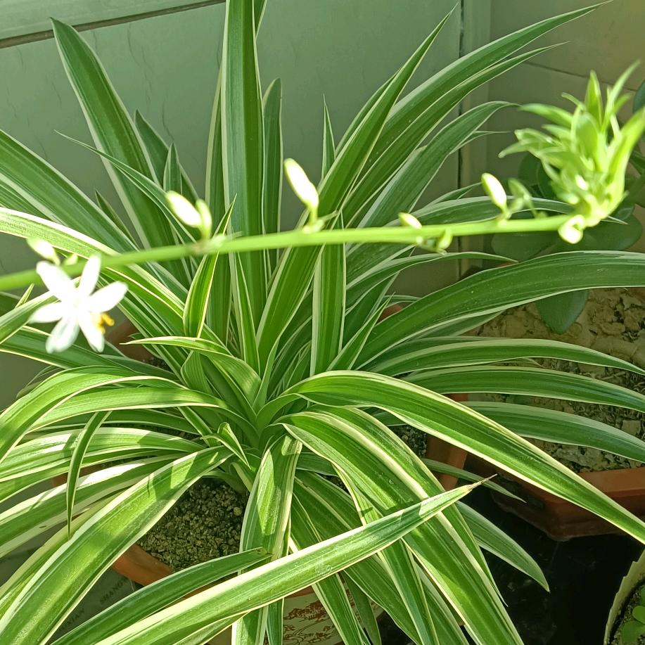 小女子🧍‍♀️