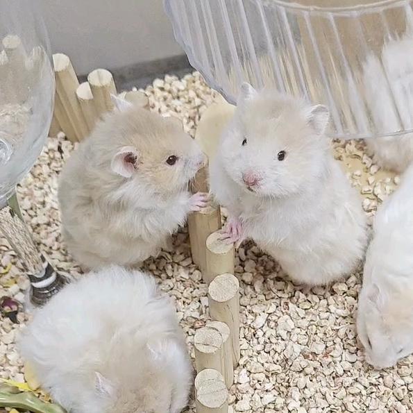 宝藏の金丝熊（出熊）