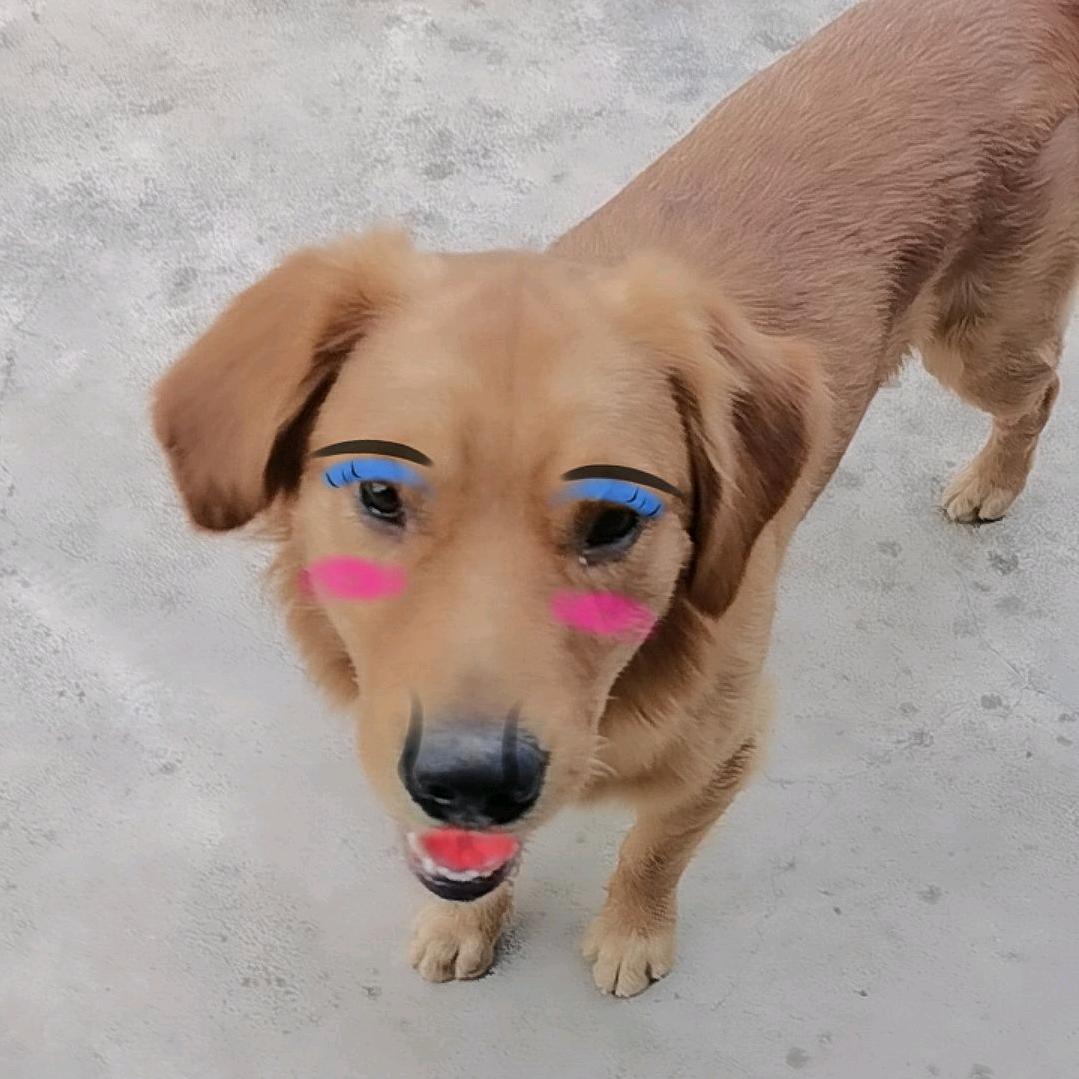 重庆小林面包车