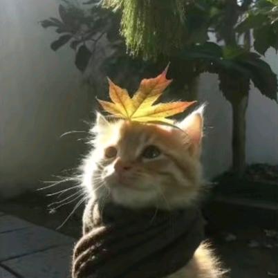 太阳雨