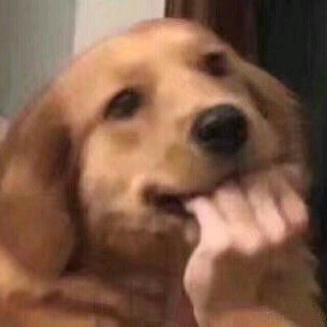 狼堡舔狗灰太狼