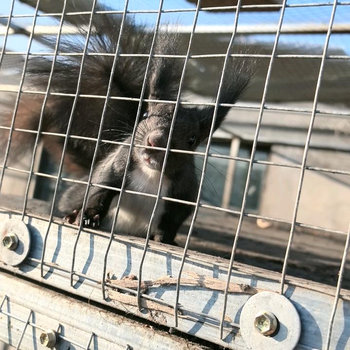 卟欣欣（出售松鼠🐿，蜜袋鼯）