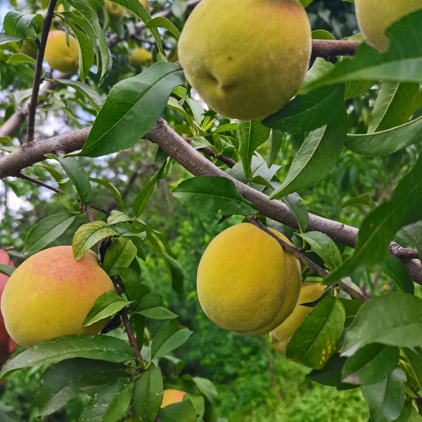 对方是你的好朋友