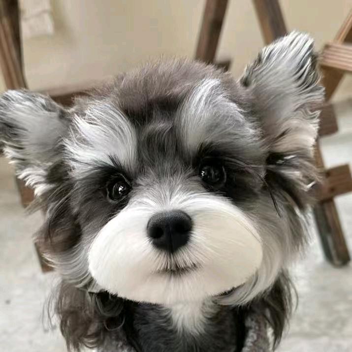 启航家雪纳瑞