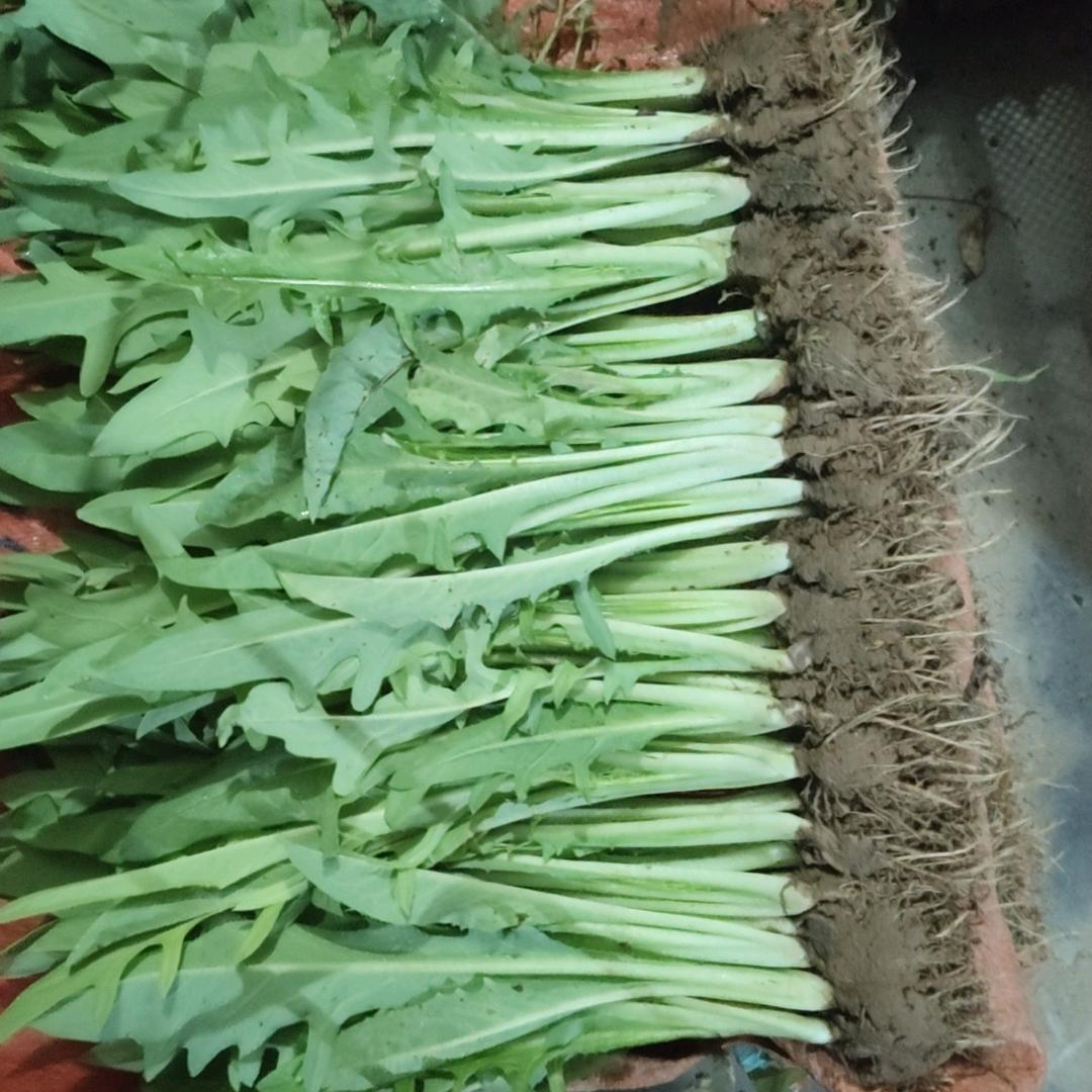 博白小高甜麦菜种苗