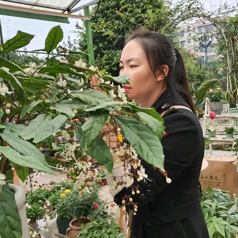 燕子（有关必回）