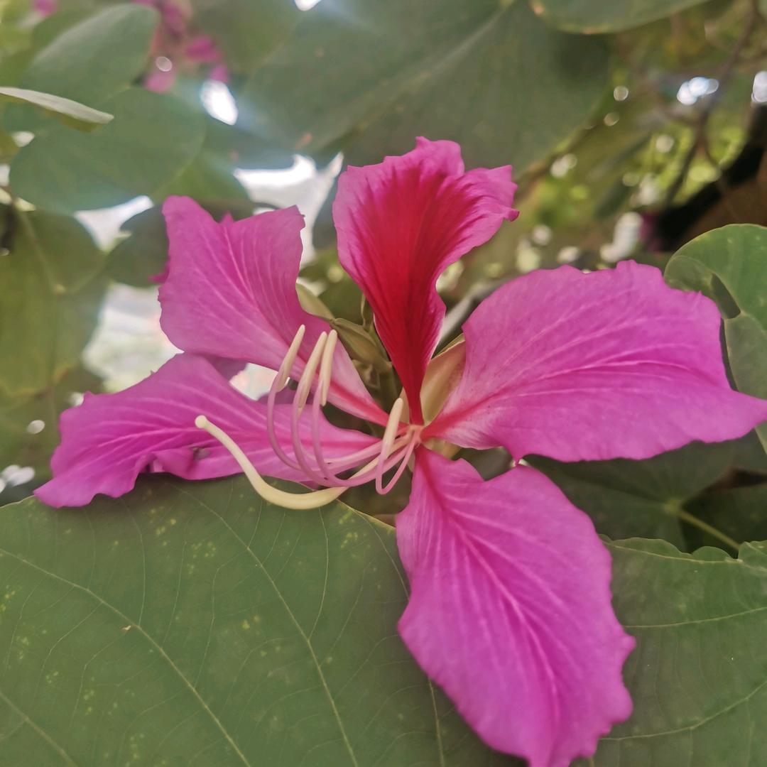 茉莉🌸