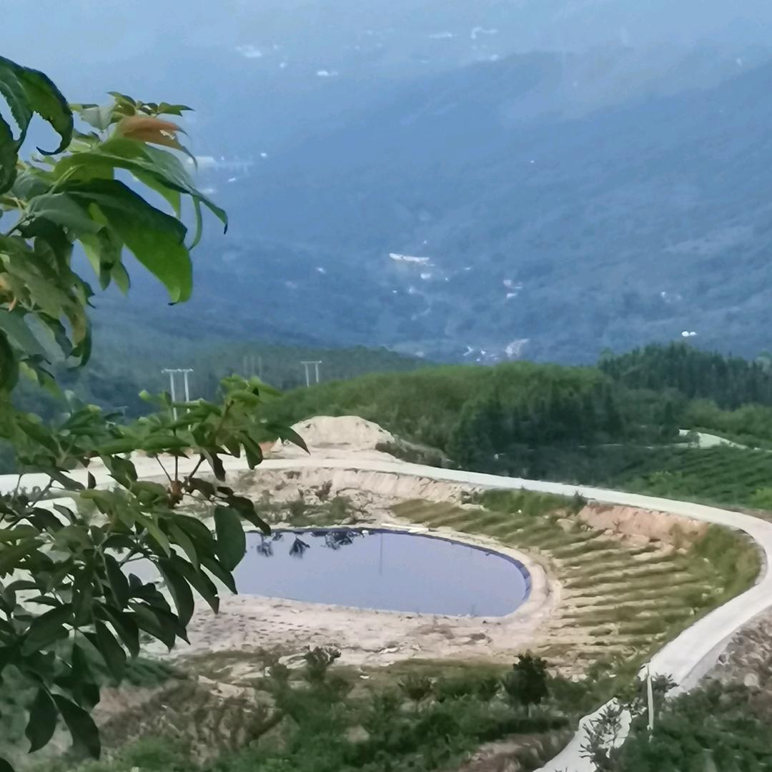 忠诚与背叛