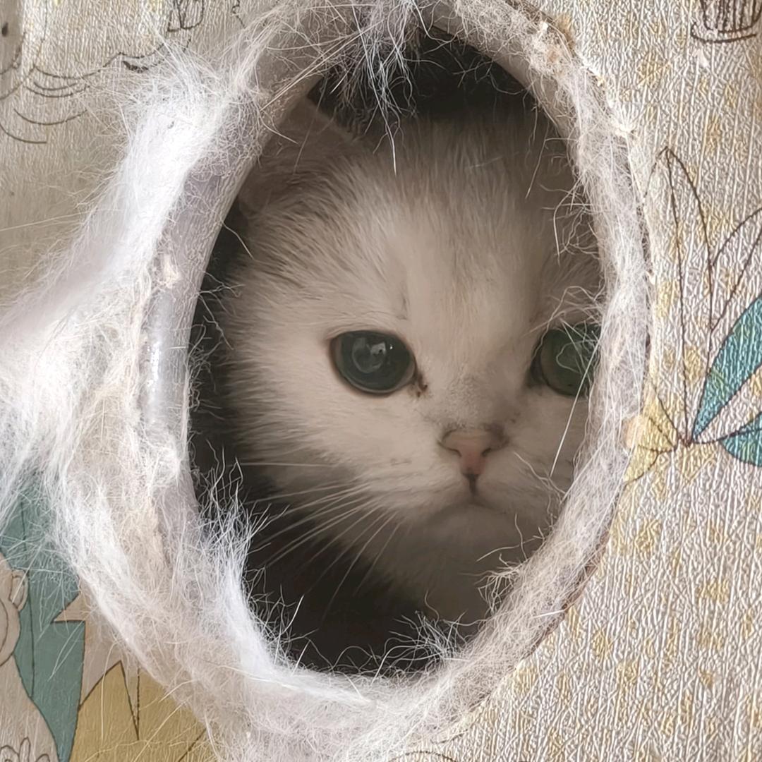 巷弯处的猫