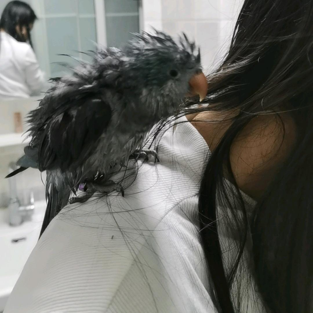 绝命毒师丁春秋