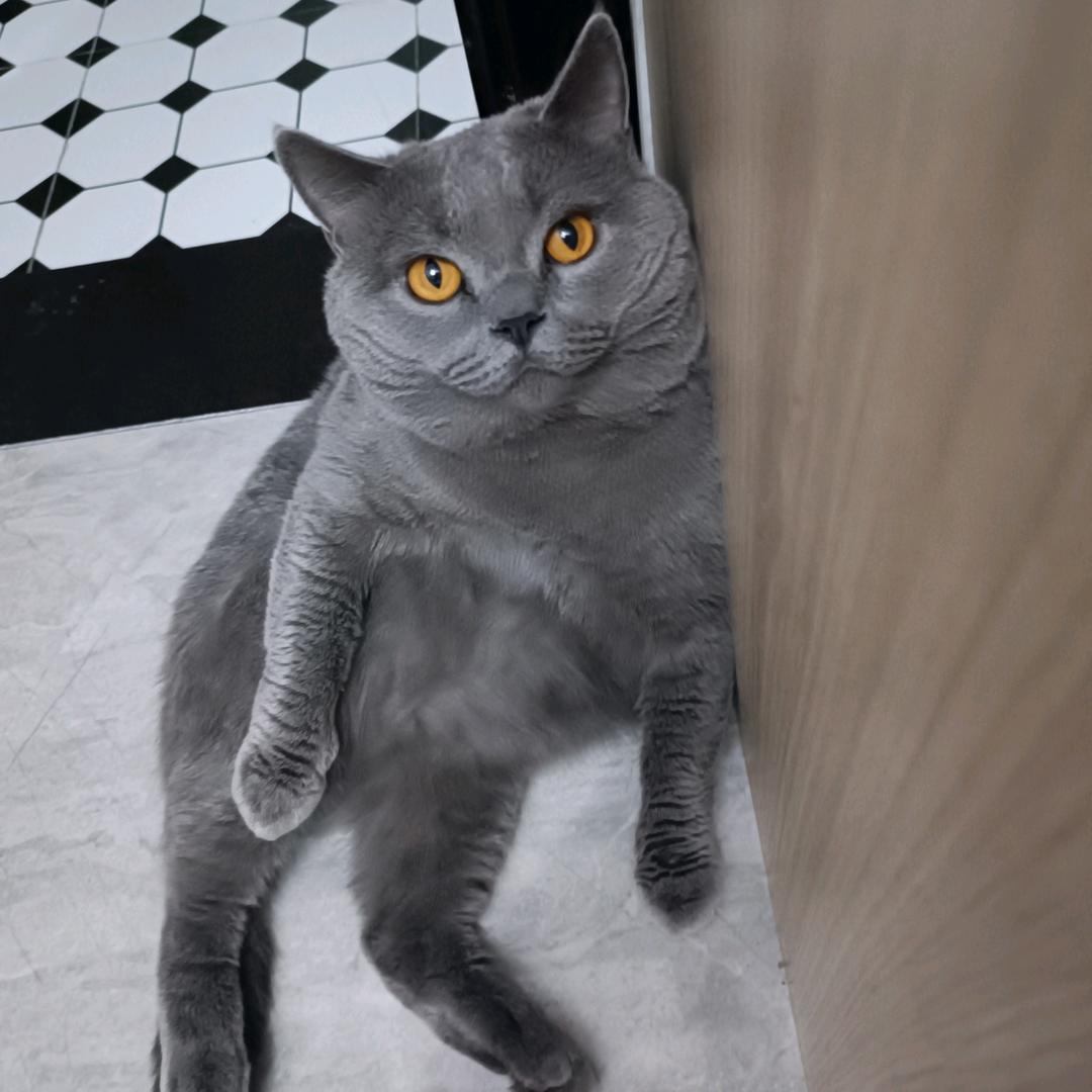 来福的退休生活