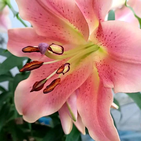 爱种花的火星人