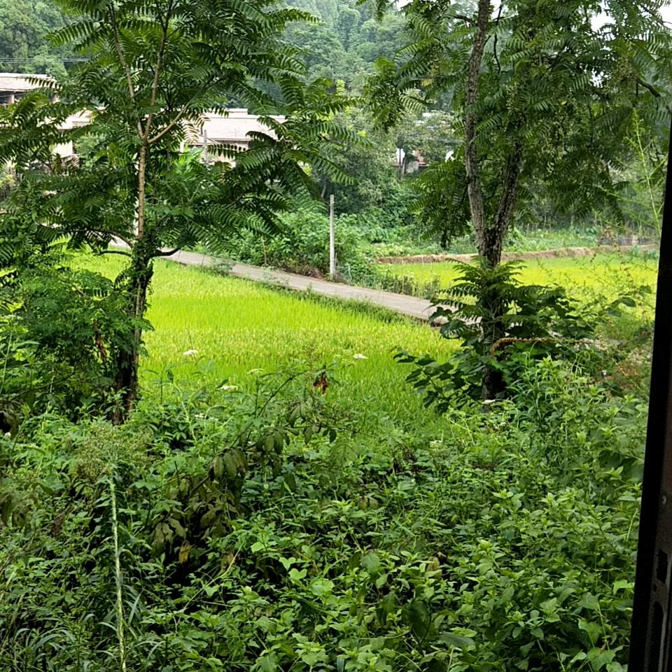 鹏哥🐧