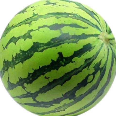 西瓜脑🍉
