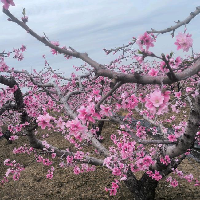别再让那爱你的心受伤了