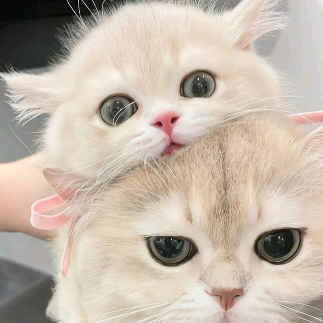 洛🖤💚¹¹⁷
