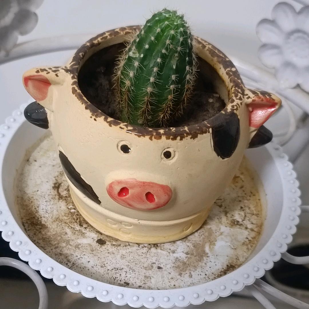 仙人球