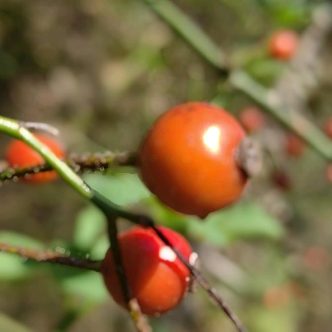 芳草茵茵