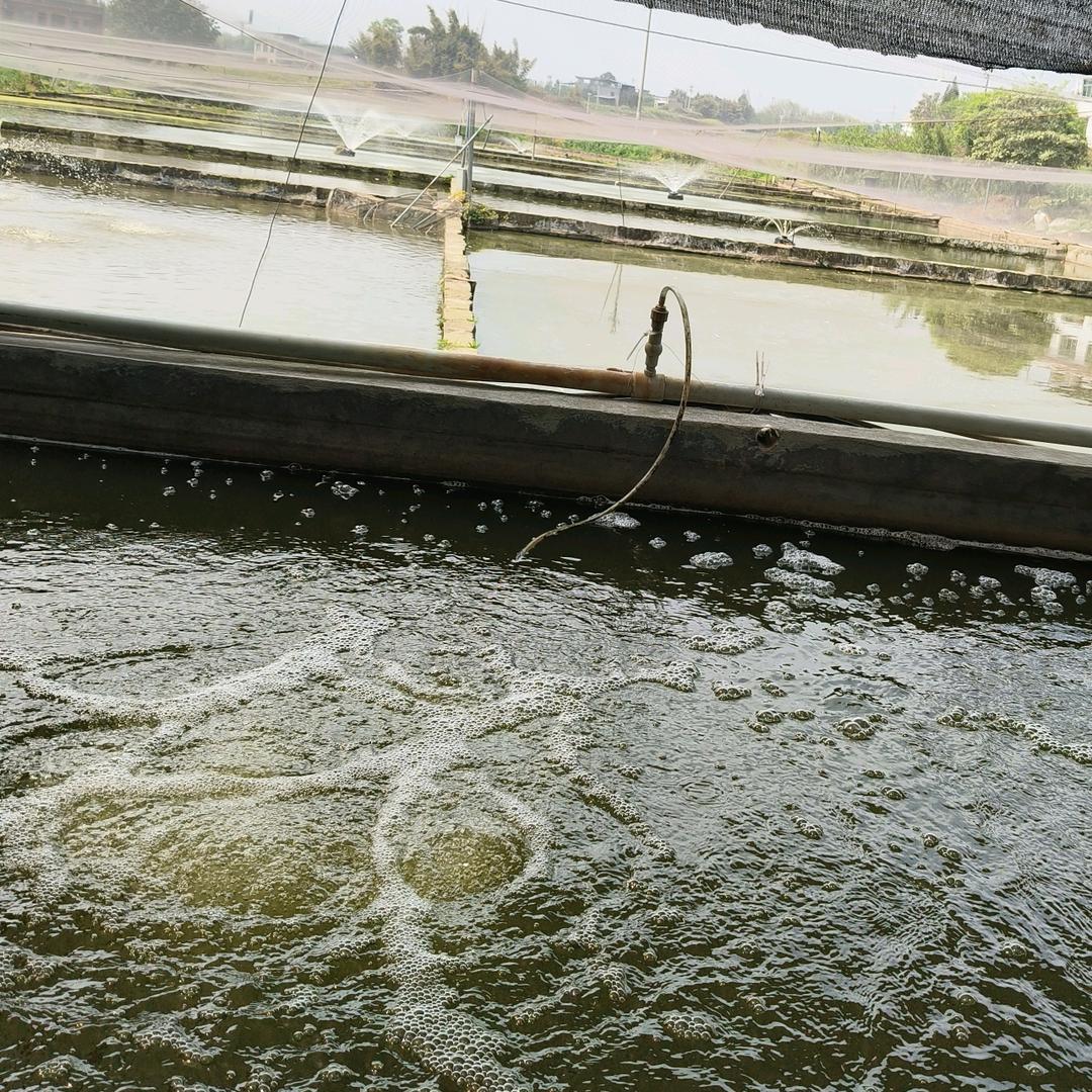重庆棠仲承鱼苗孵化场