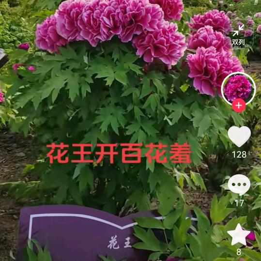 岁月静好¹⁹¹⁵༗