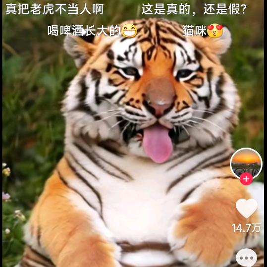 东北病虎（残血）