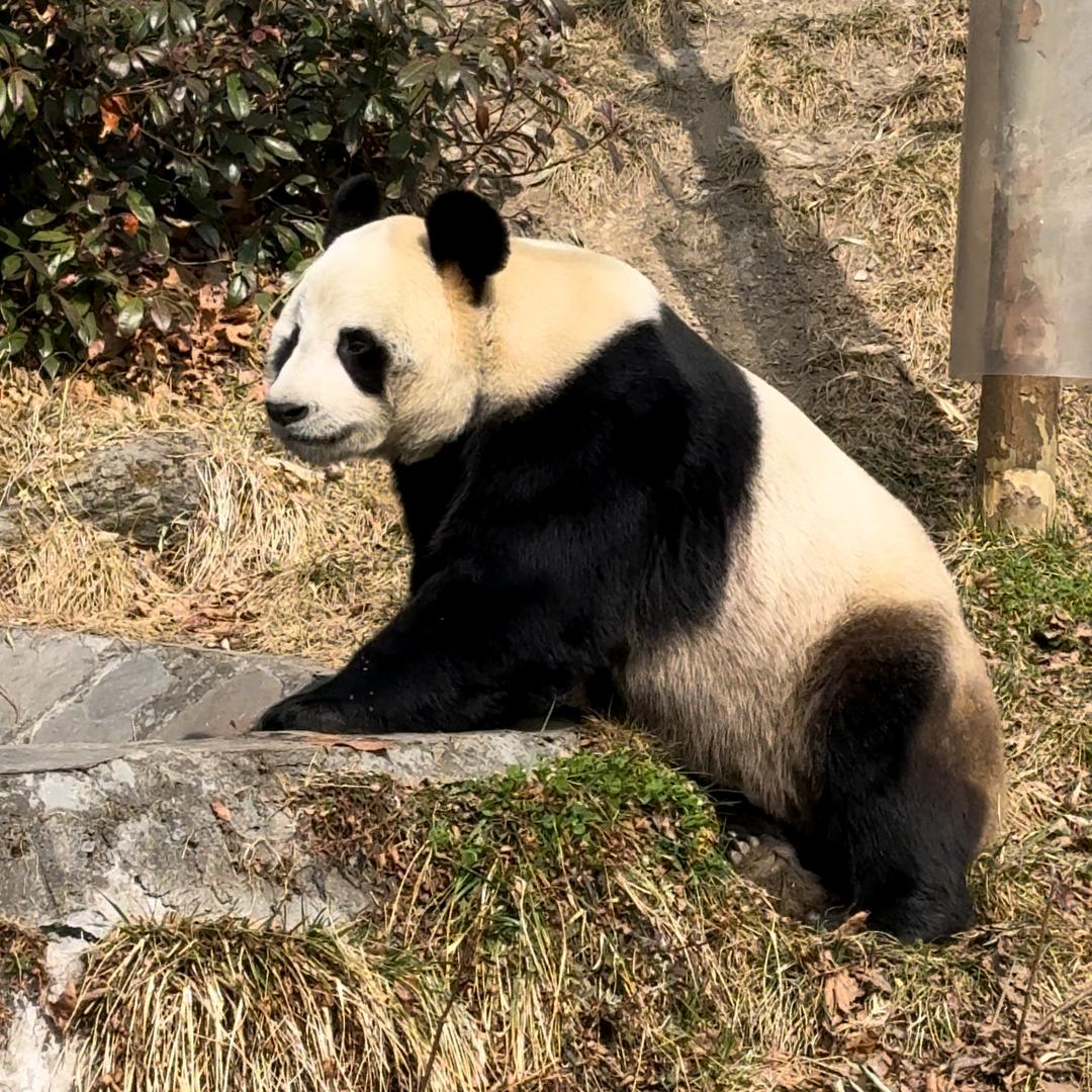 满山的猴子,我腚最红!