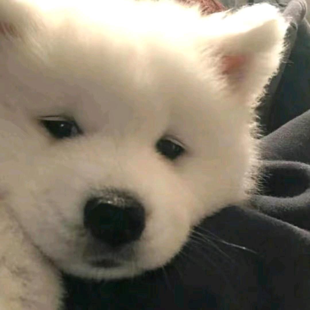 默默的守护者
