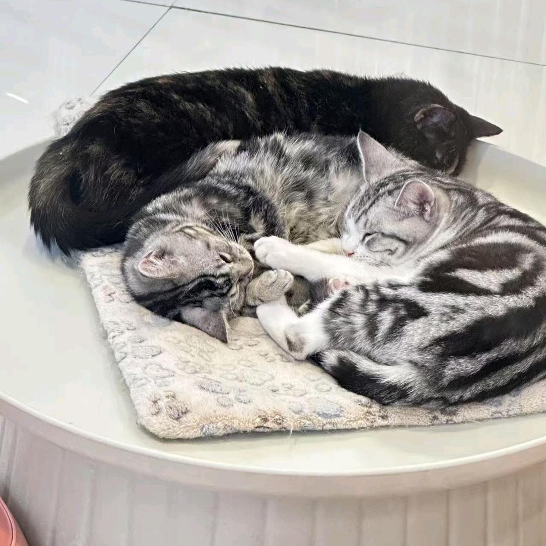 四十七页（耶）