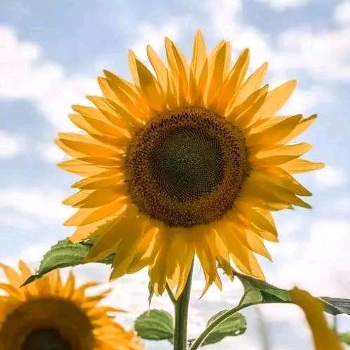 😘姚家丫头（拒绝私聊）