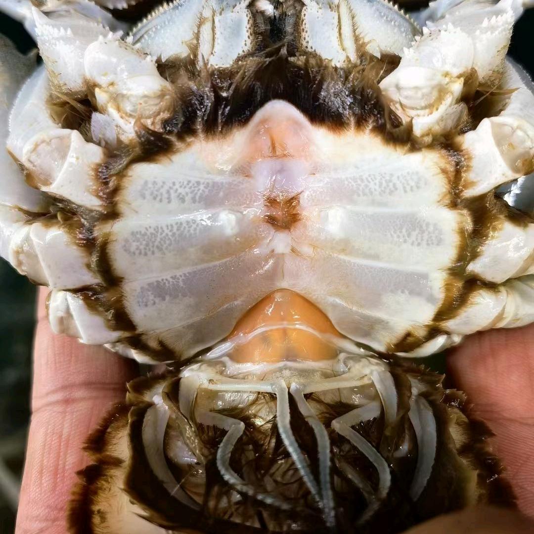 博乐.北屯螃蟹🦀