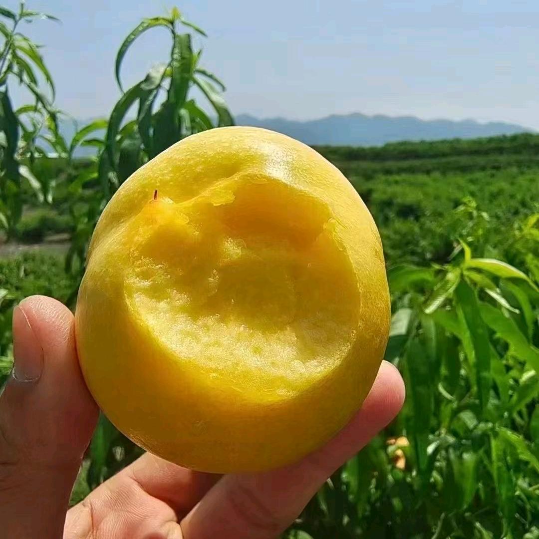 蜜桃产地🍑（吃🍑在主页）