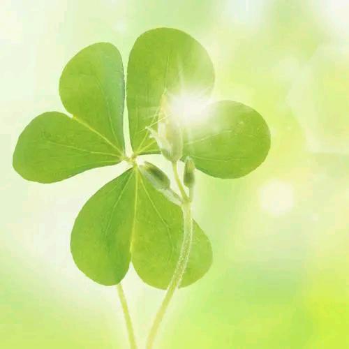 人间清醒🍀🍀🍀🙏🙏🙏