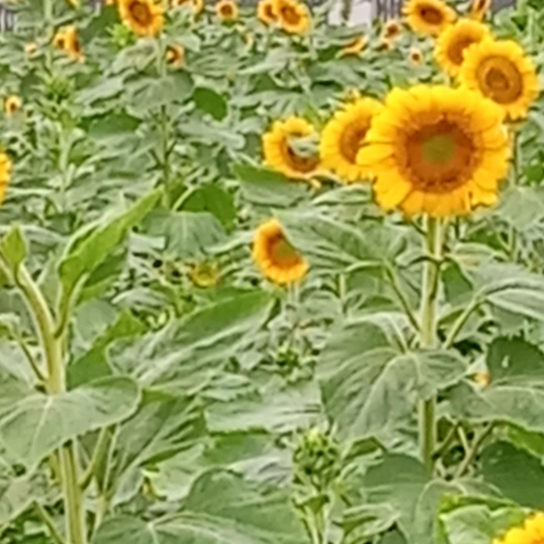 老虎金银铜合金加工首饰