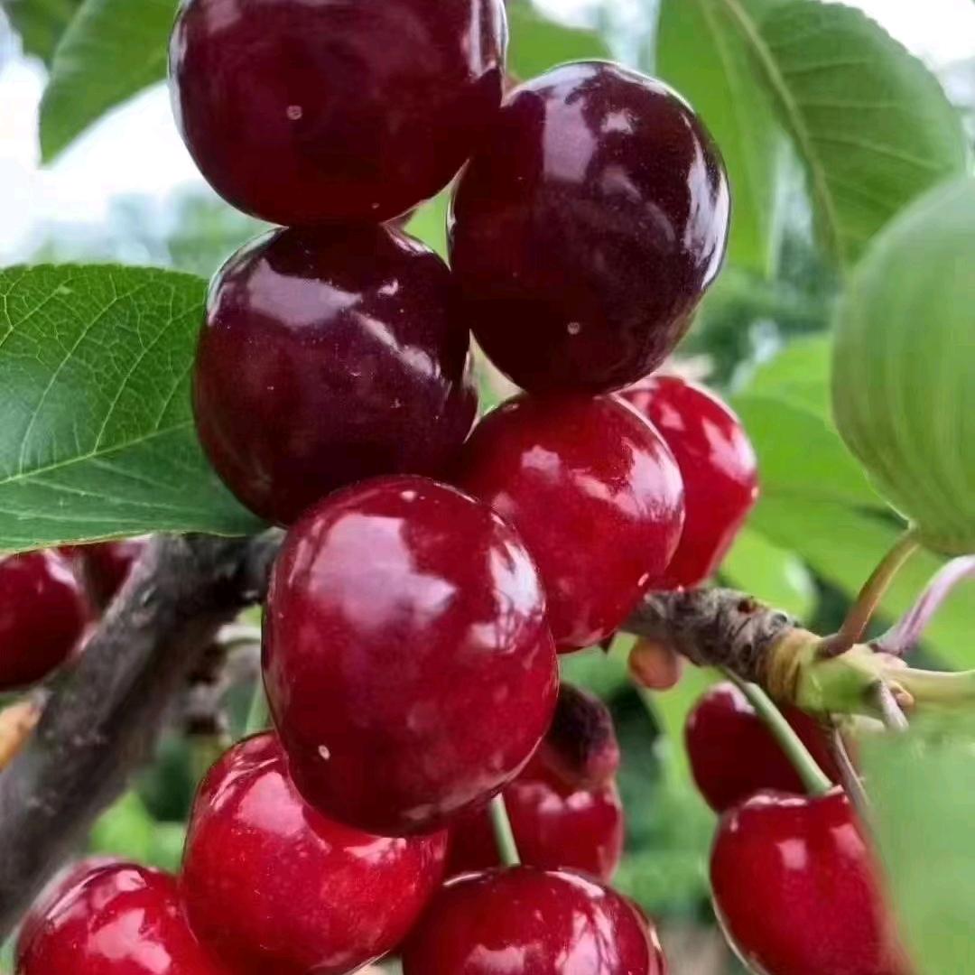 淡雅如菊