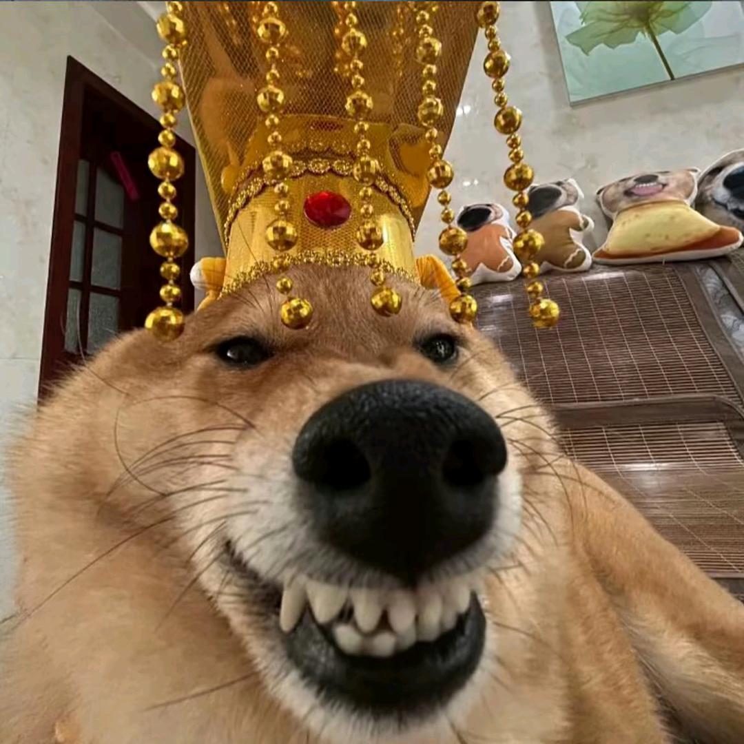 混的狗