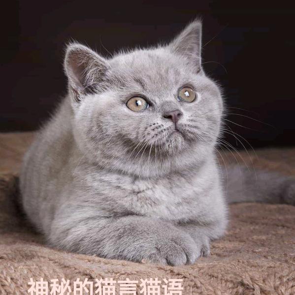 常莉