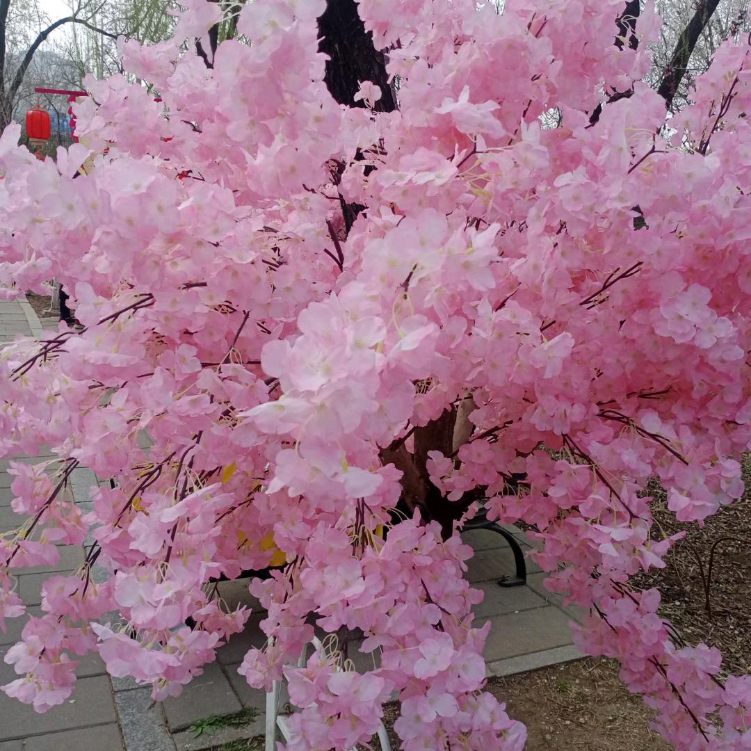 💞春暖花开💞
